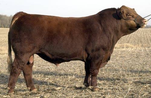 Striegel D467.JPG (29611 bytes)